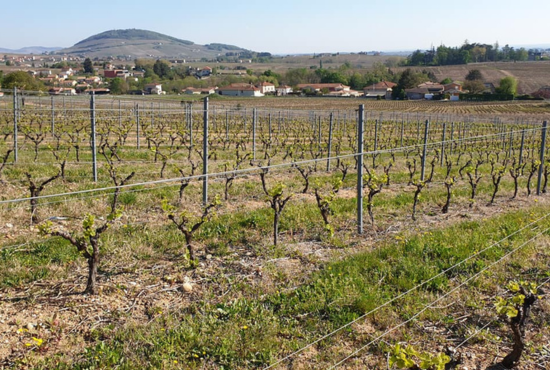 vignes du domaine dans le beaujolais